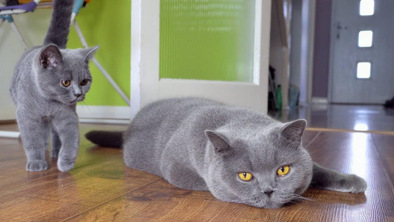 British Shorthair Kedi Irkının Özellikleri Bakımı Ve Tarihçesi